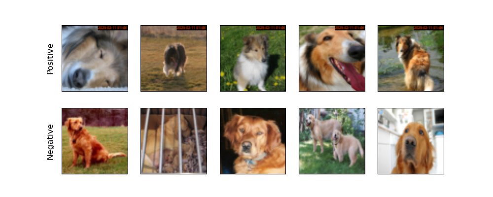 Sample images from the positive class (Collies) and negative class (Golden Retrievers)